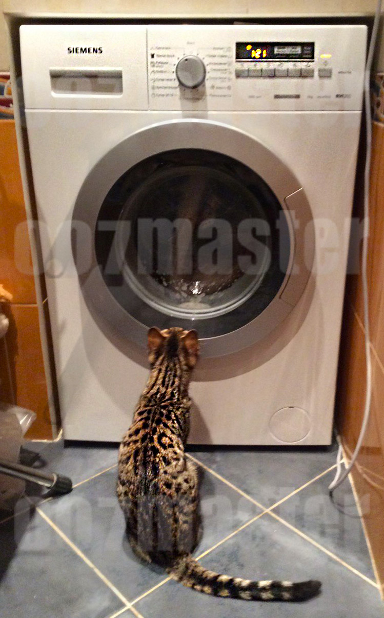 Кошка смотрит в стиральную машину